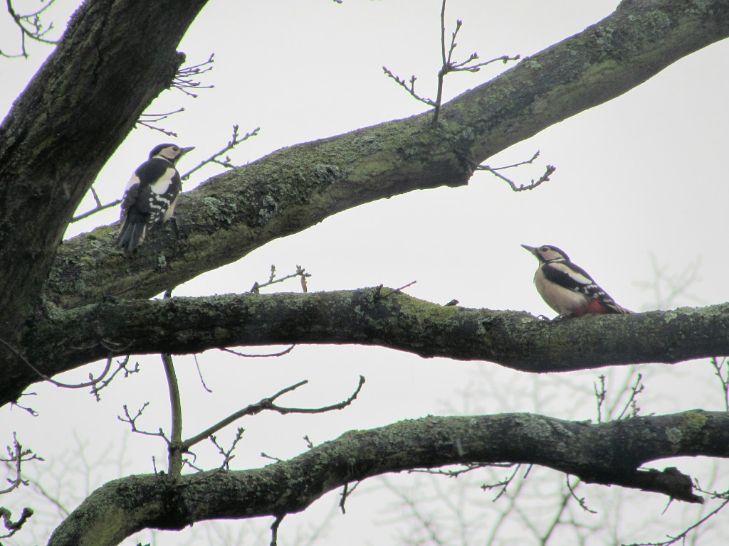 Woodpeckers on oak tree