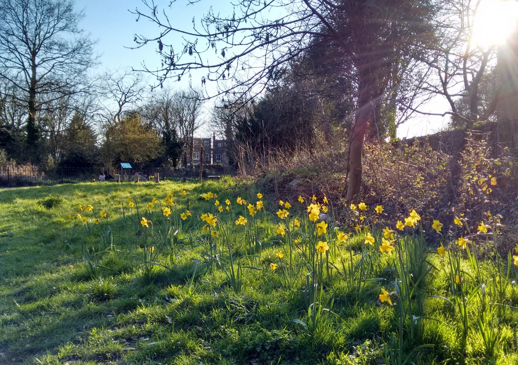 Daffodils in the Nature Garden