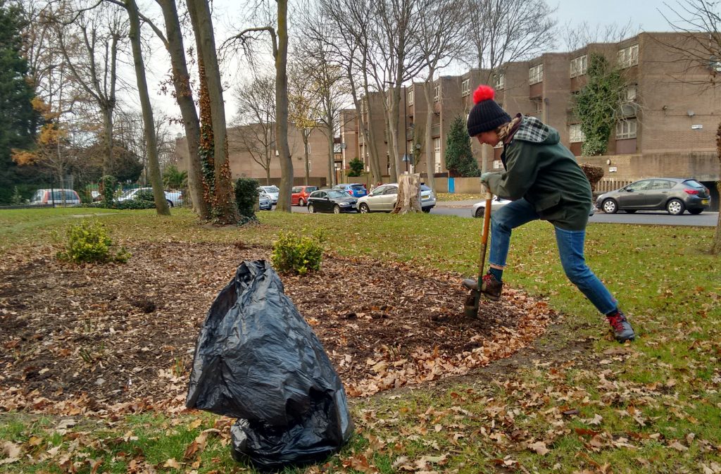 Planting daffodils around the edge of the new rose bed