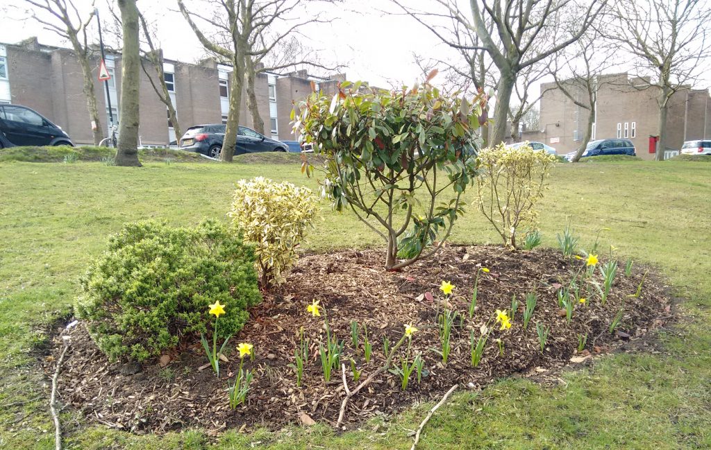 Daffodils next to Christchurch Road